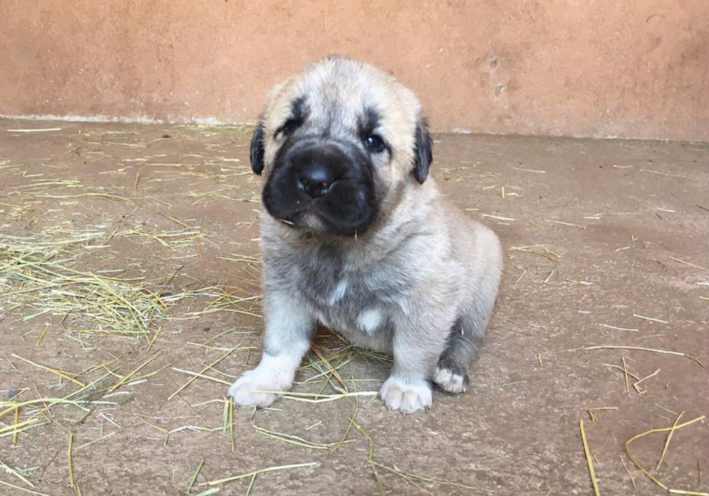 A three-week old puppy in the kraal