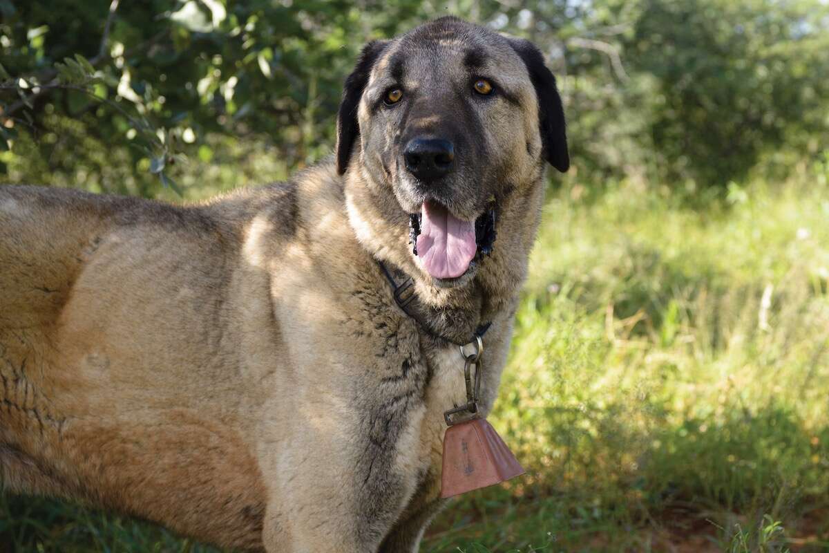 A livestock guarding dog.