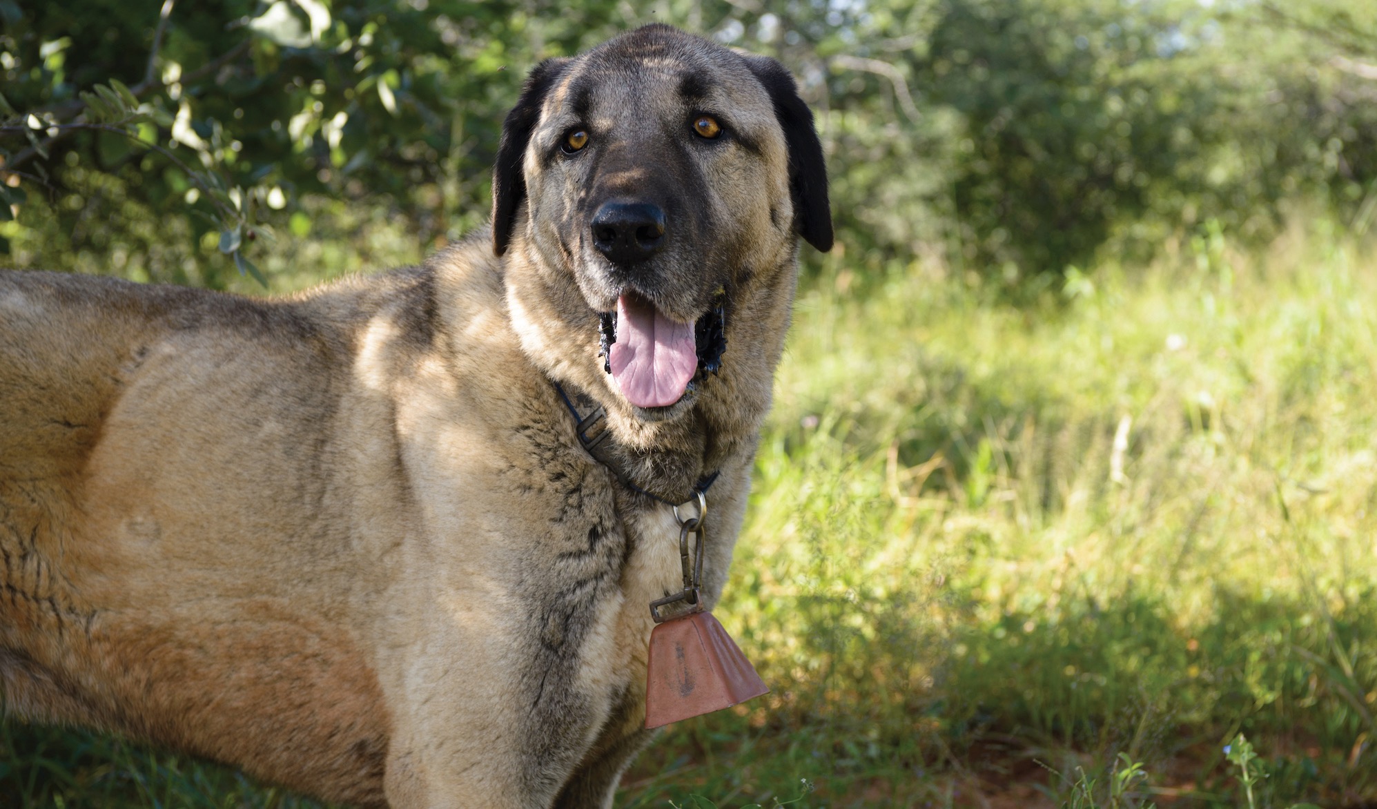 Anatolian guarding dog in the Namibian bush.