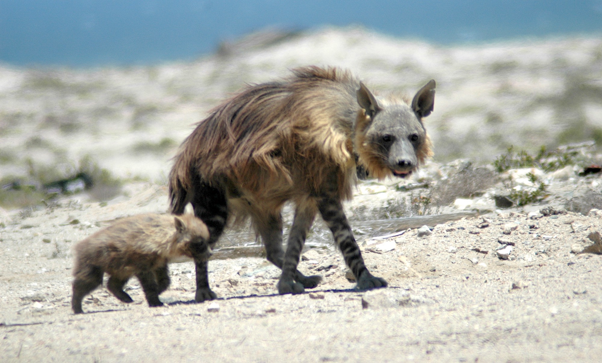 brown hyena group