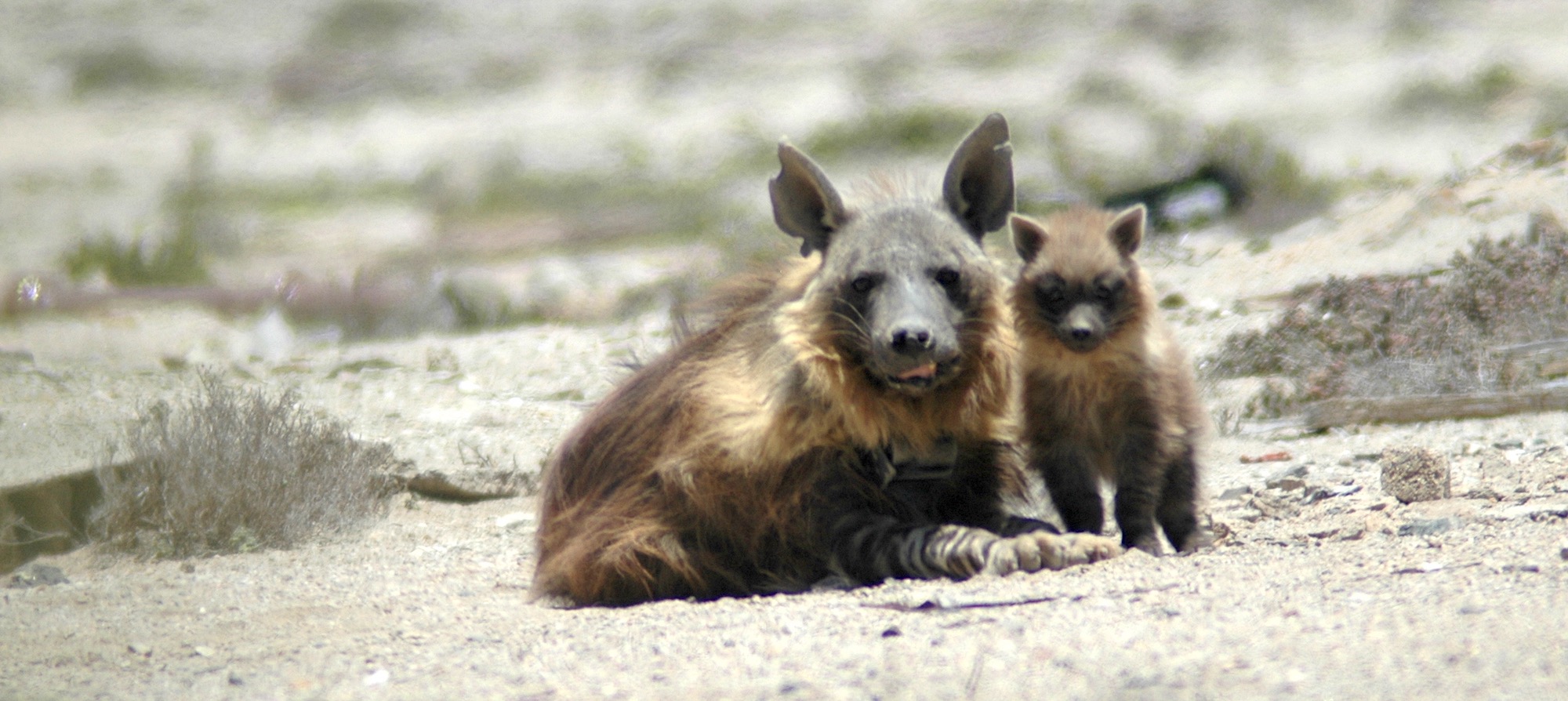 brown hyena family