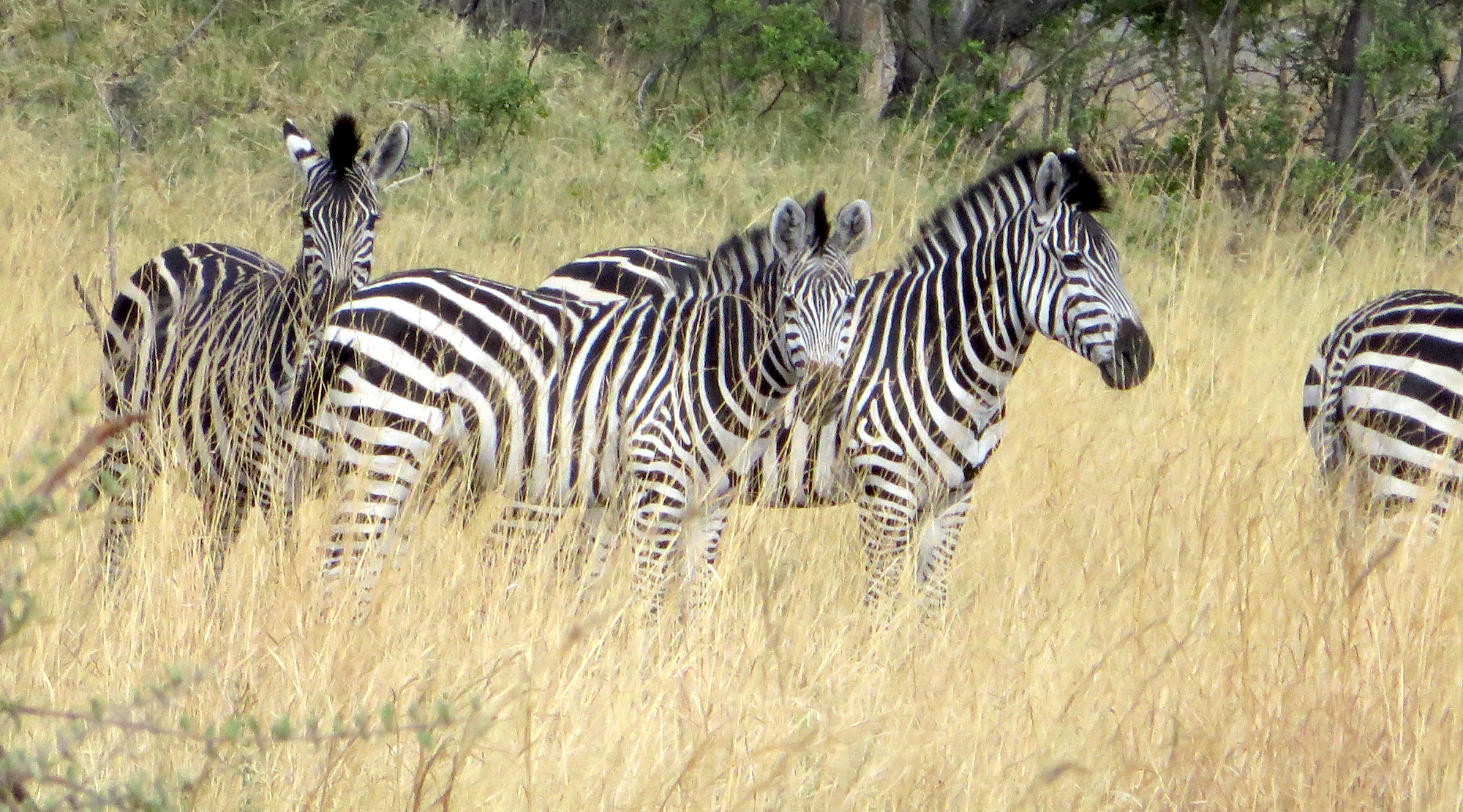 Zebra in bush
