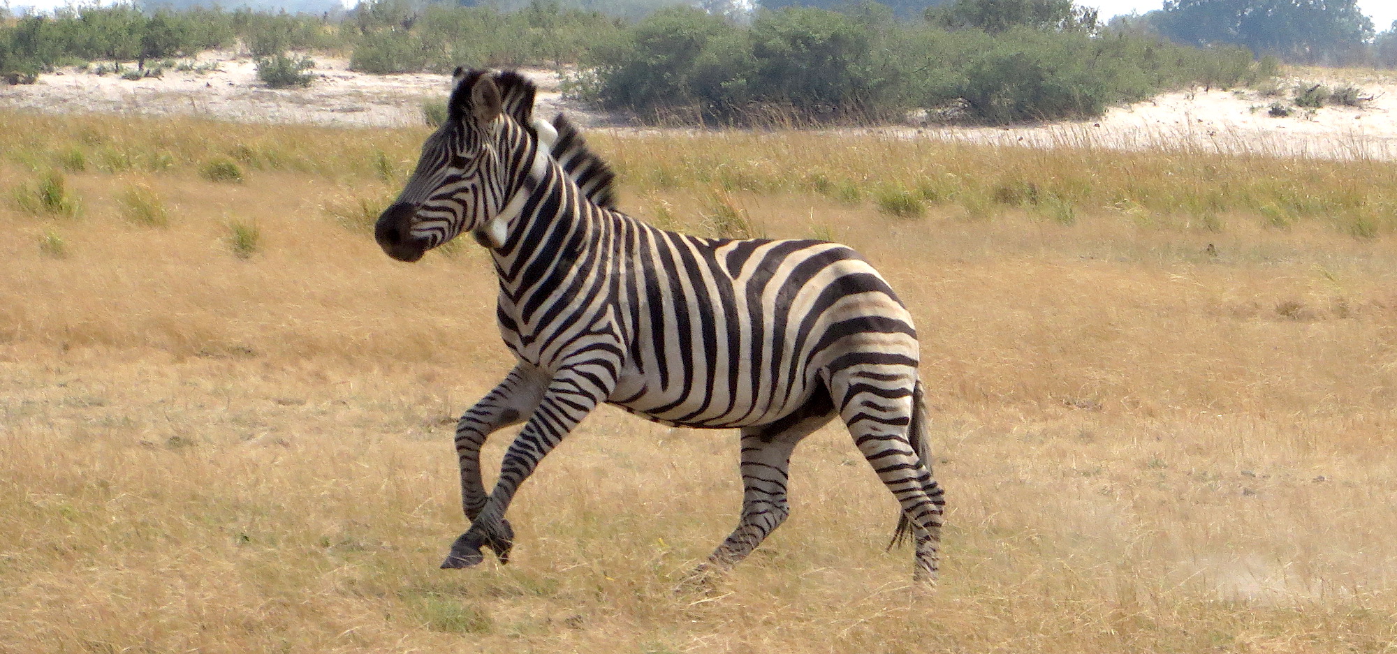 Satellite collar on zebra