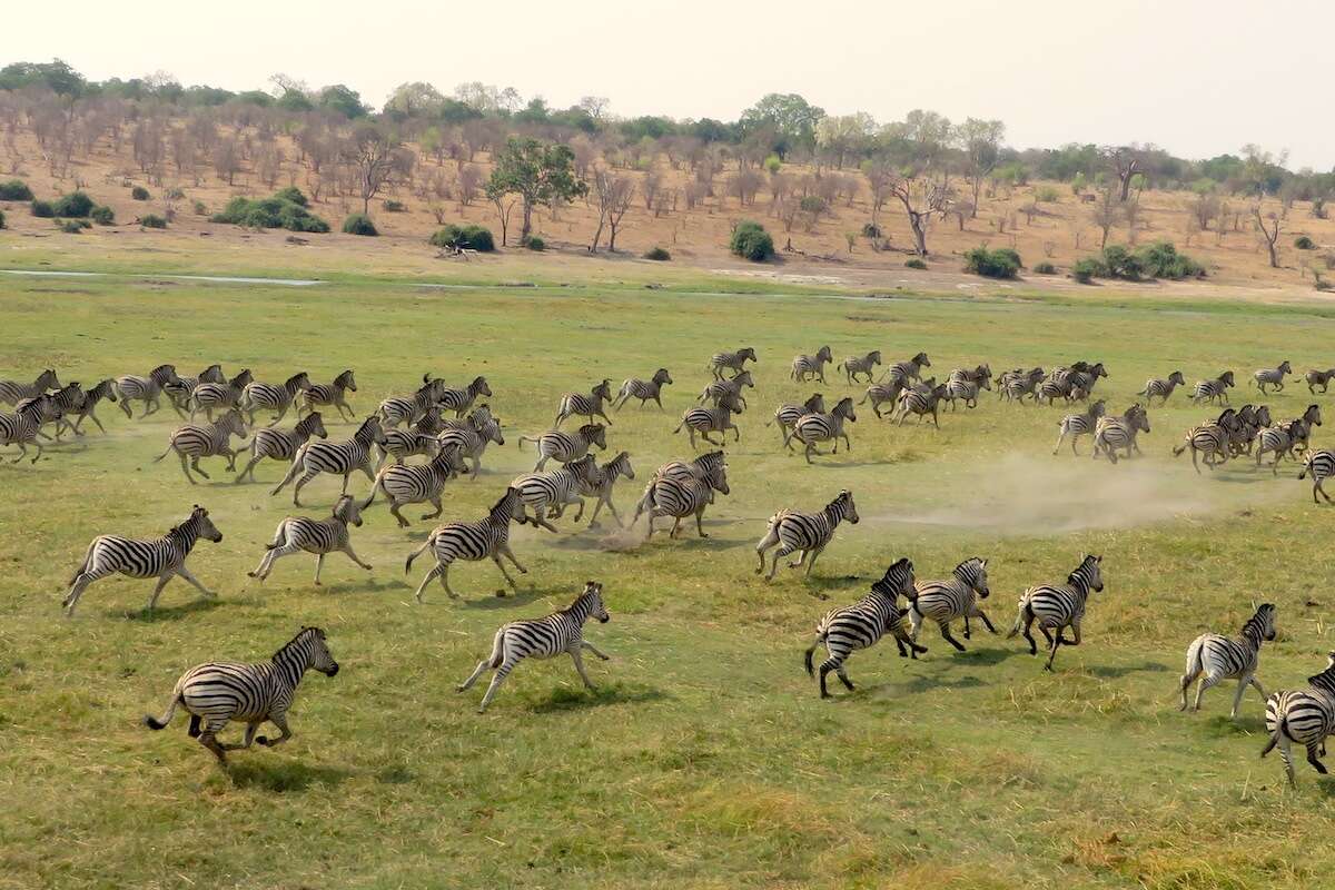 A dazzle of zebra running.