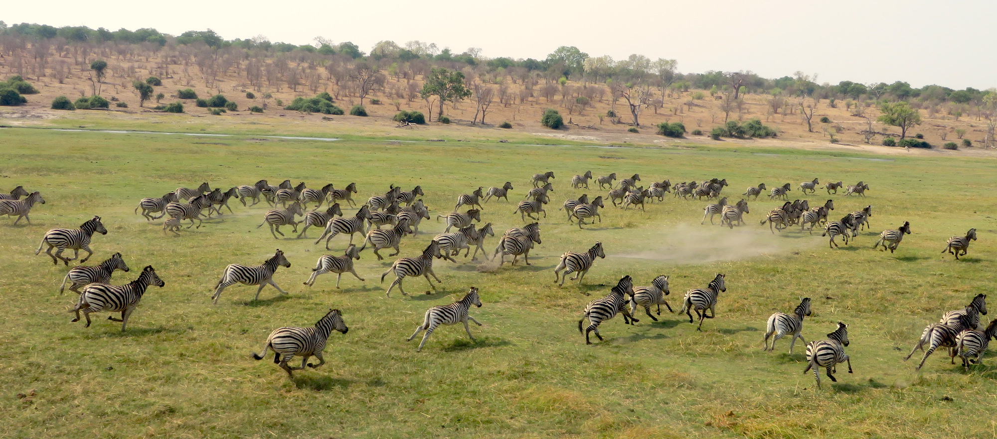 A dazzle of zebra running together.