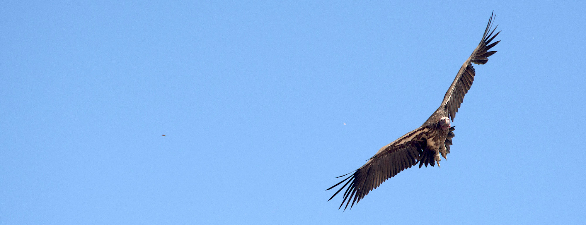 A lappet-faced vulture flies over northern Namibia.