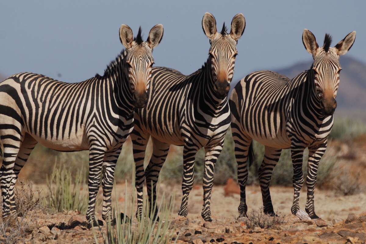 Two Hartmanns mountain zebra.