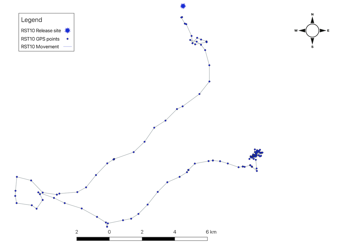 Movement track of a GPS collar on a plain white background.