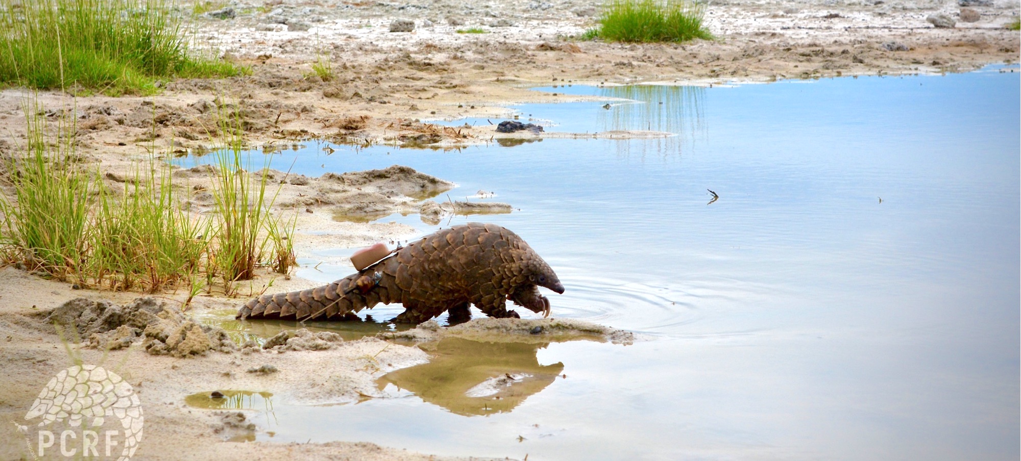 A pangolin wearing a tracking device approaches a waterhole.