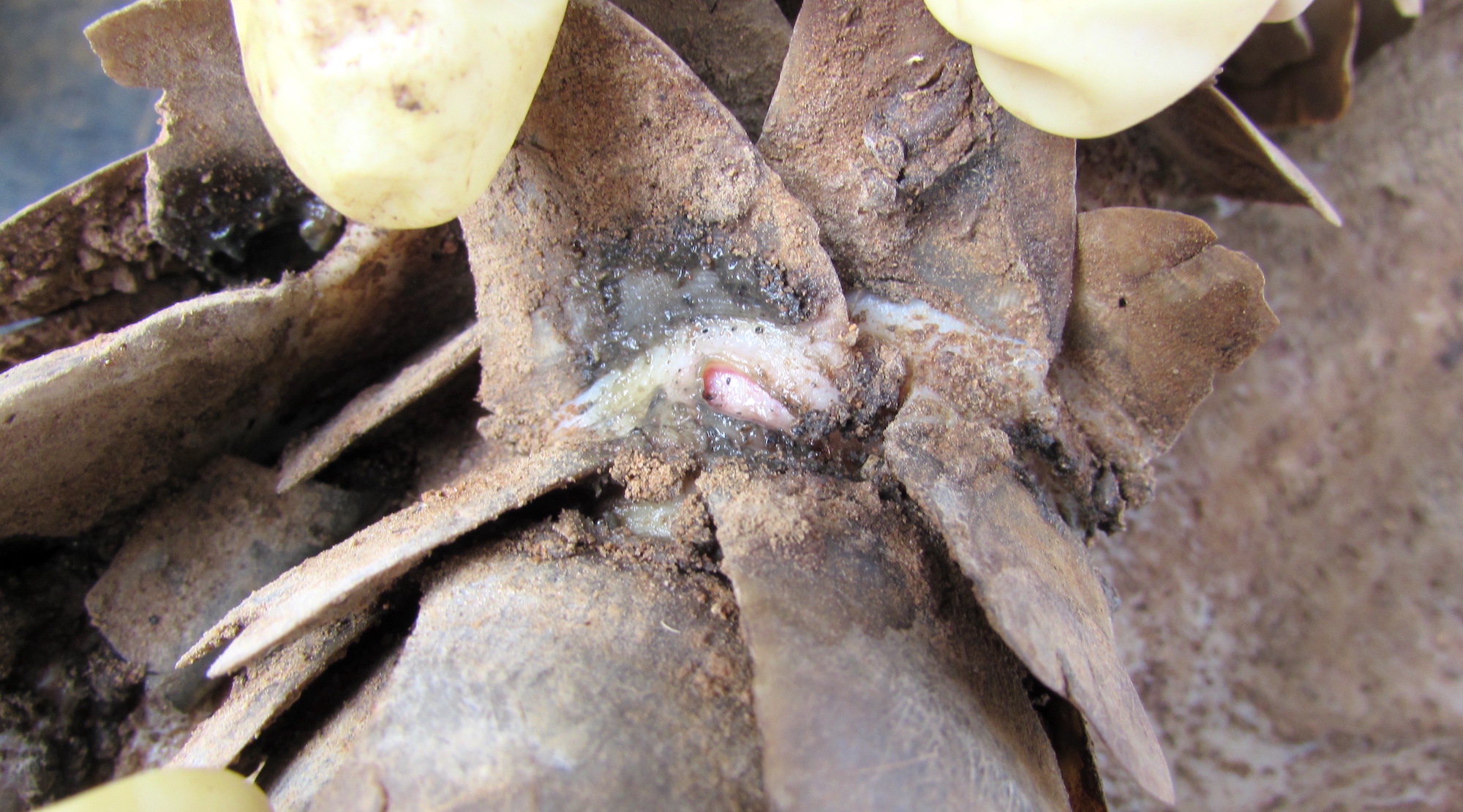 A close-up view of a wound.