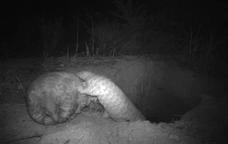 Grayscale camera trap photo of a pangolin and its young.