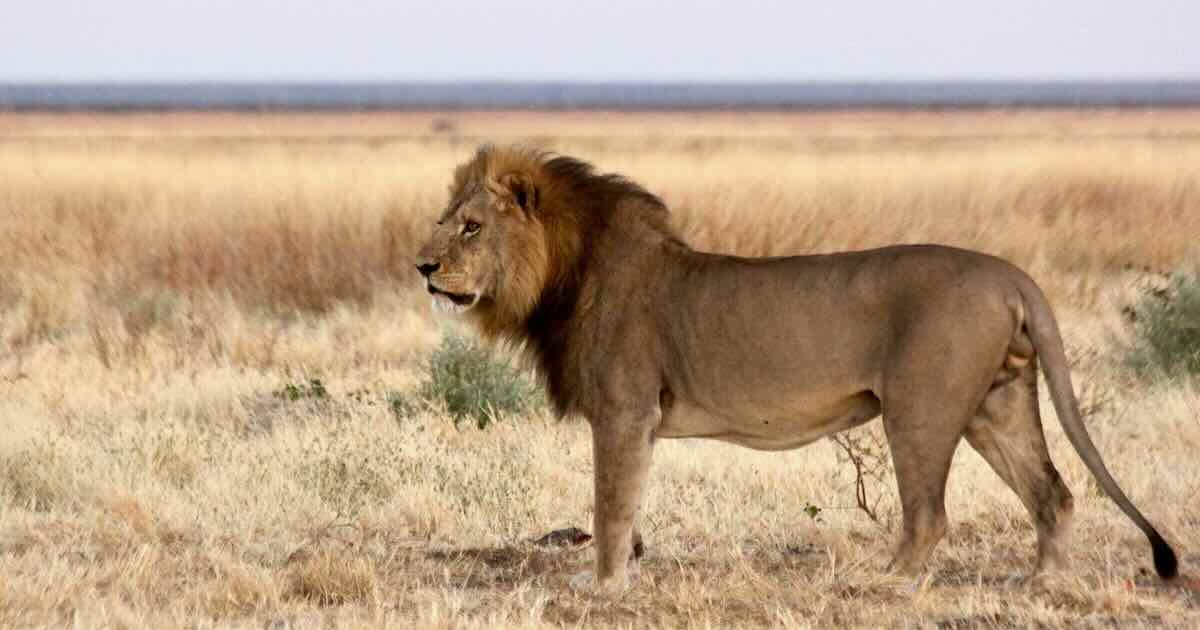 conservationnamibia.com