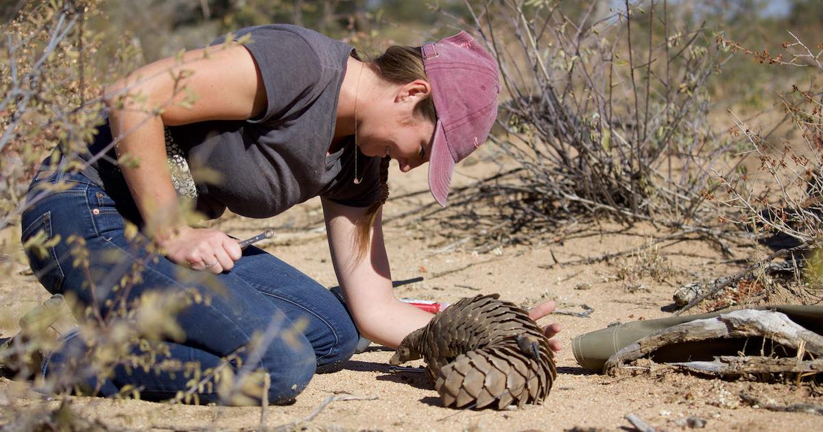 Pangolin Smart From Facing Death to Contributing to Science: A Pangolin's Tale