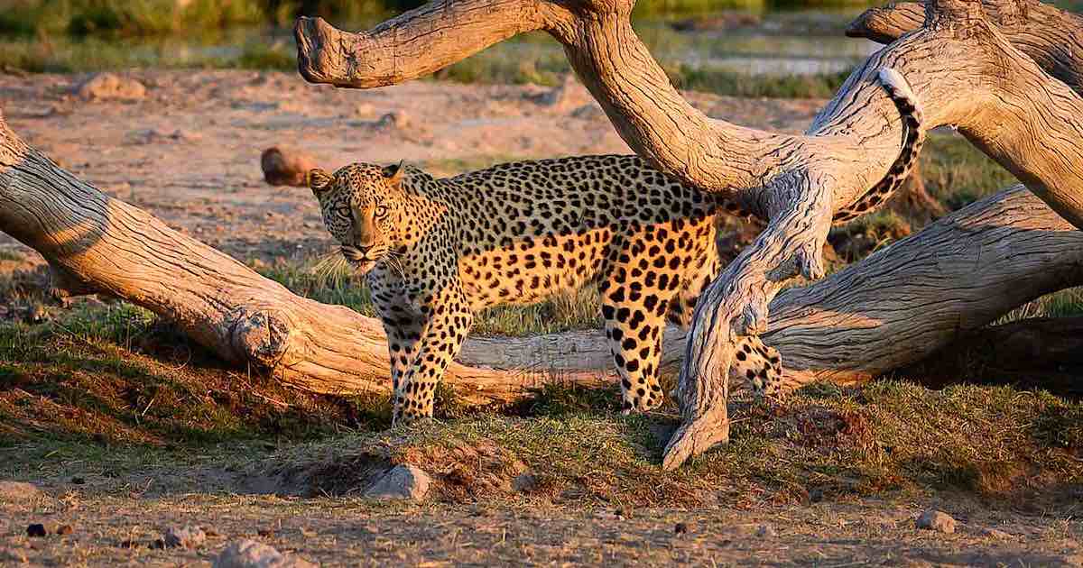 Studying and conserving carnivores in a changing world Biology Diagrams