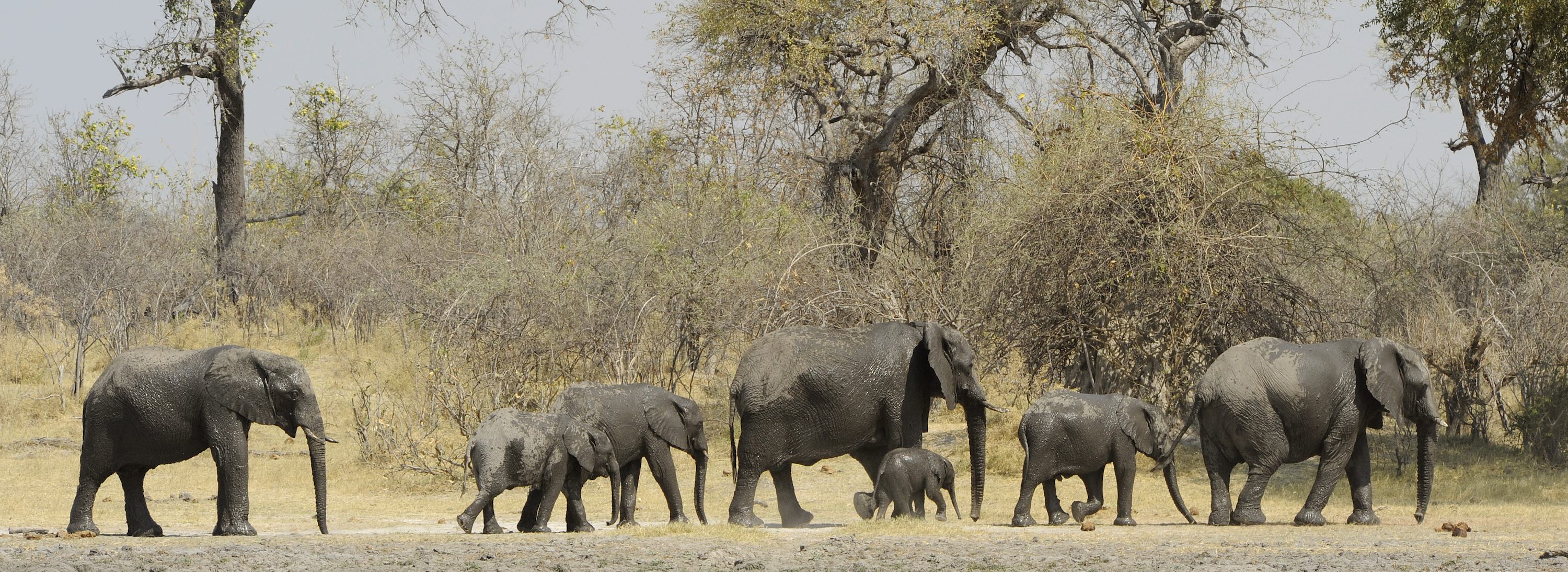 A family of elephants walk in a line beneath tall trees.
