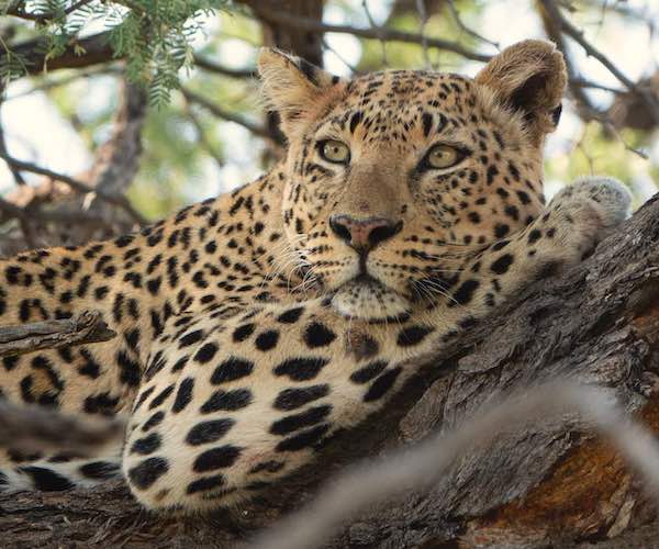 A leopard lying in a tree.