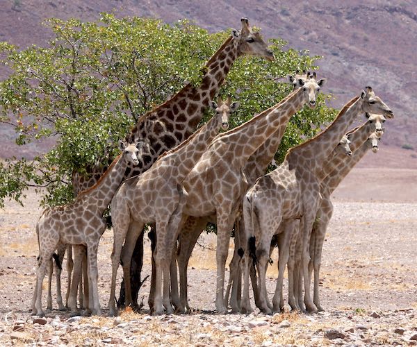 Two giraffe walk through the red rocks of the Namibian desert.
