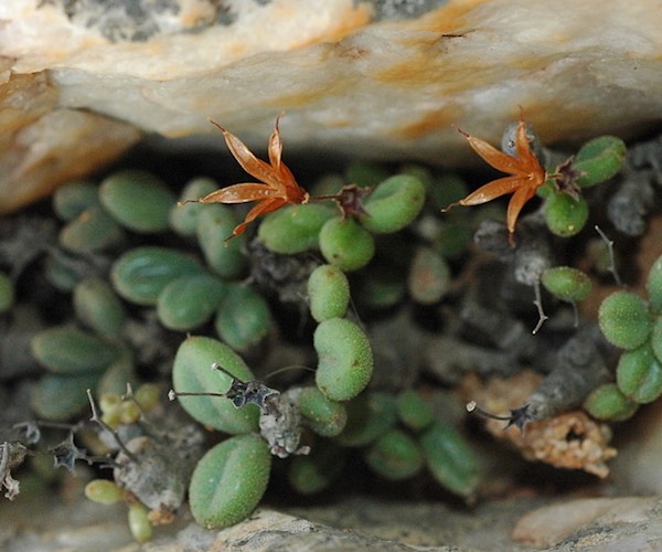 A close up view of green succulent plants in a cleft of rock