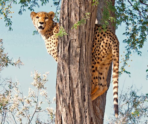 A cheetah standing in a tree.