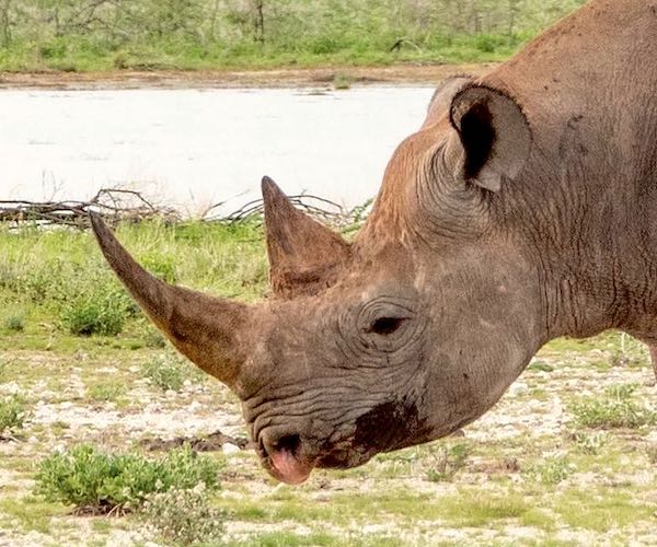 A close-up of a black rhino in profile.