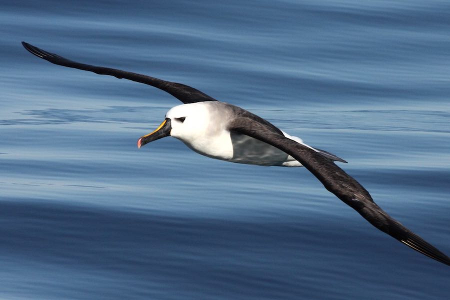 An albatross glides over the ocean waves.