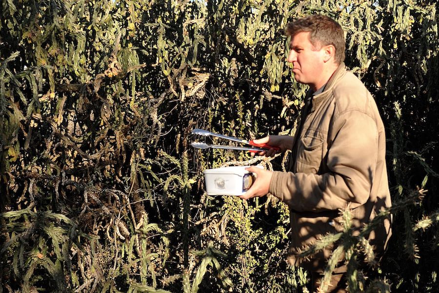 A man carrying a plastic box and a pair of braai tongs moves cautiously through thick spiny bushes.