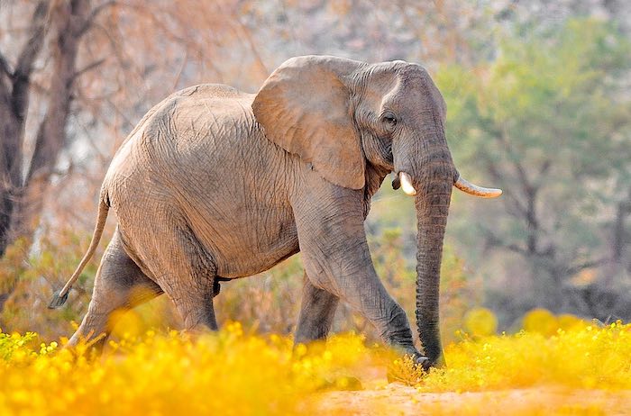 An elephant walks through a golden woodland.