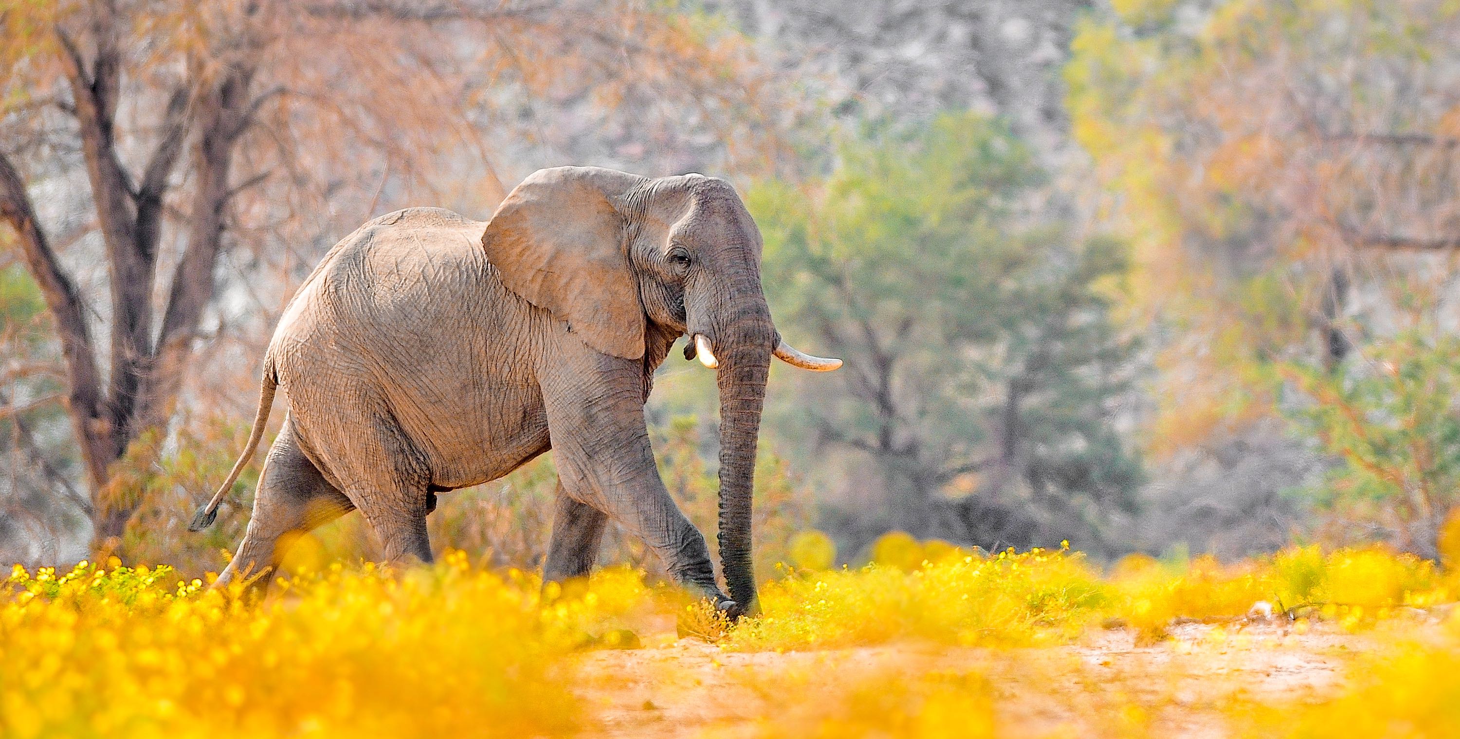 An elephant walks through a golden woodland.