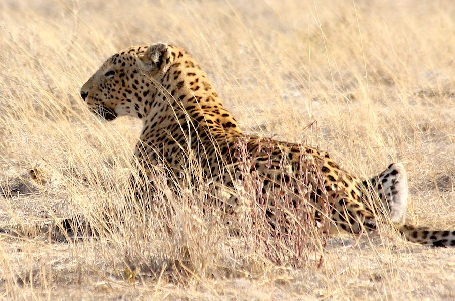 A leopard stalks its prey