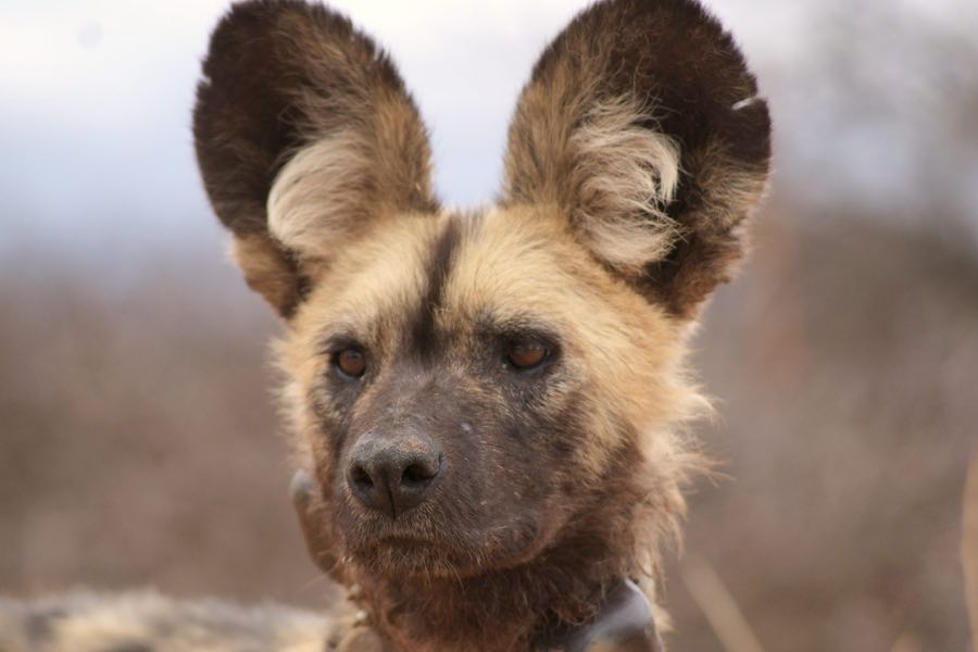 A close-up of the head of an African wild dog.