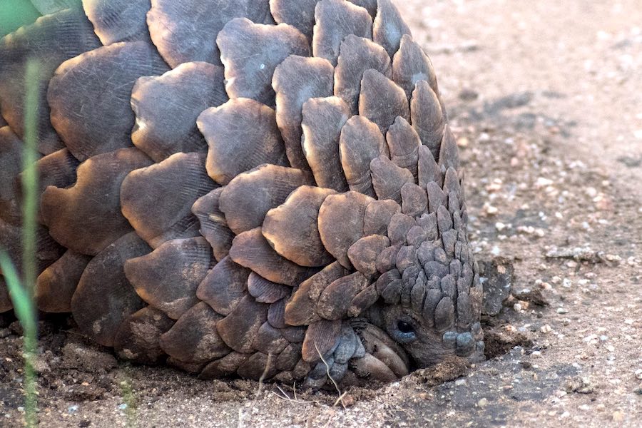 A pangolin burrowing in the earth.
