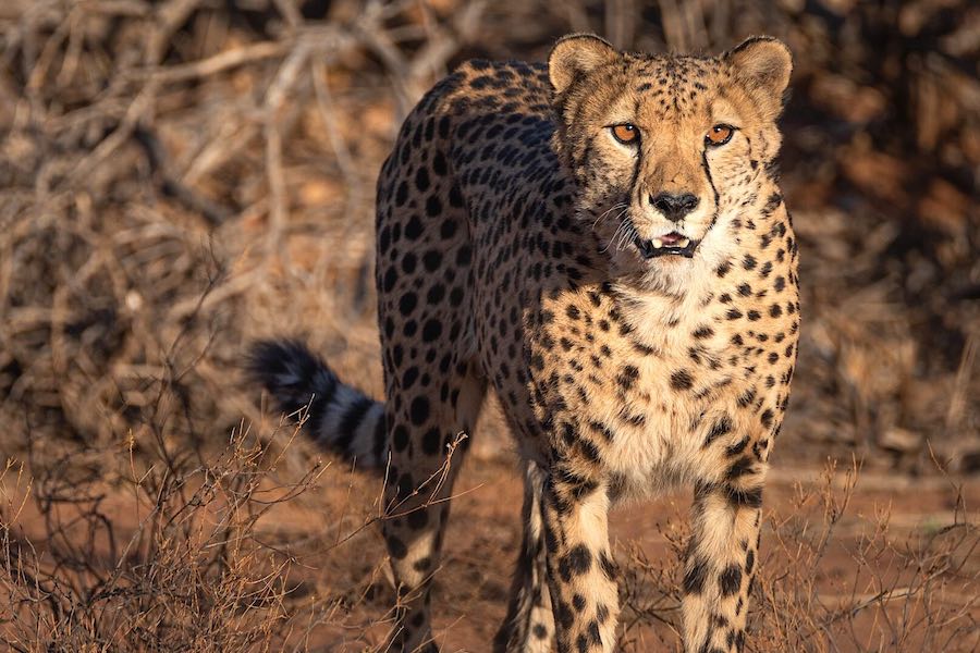 A cheetah looking towards the camera
