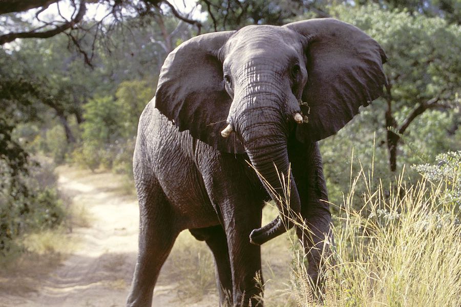 An elephant on a dirt road facing the camera.