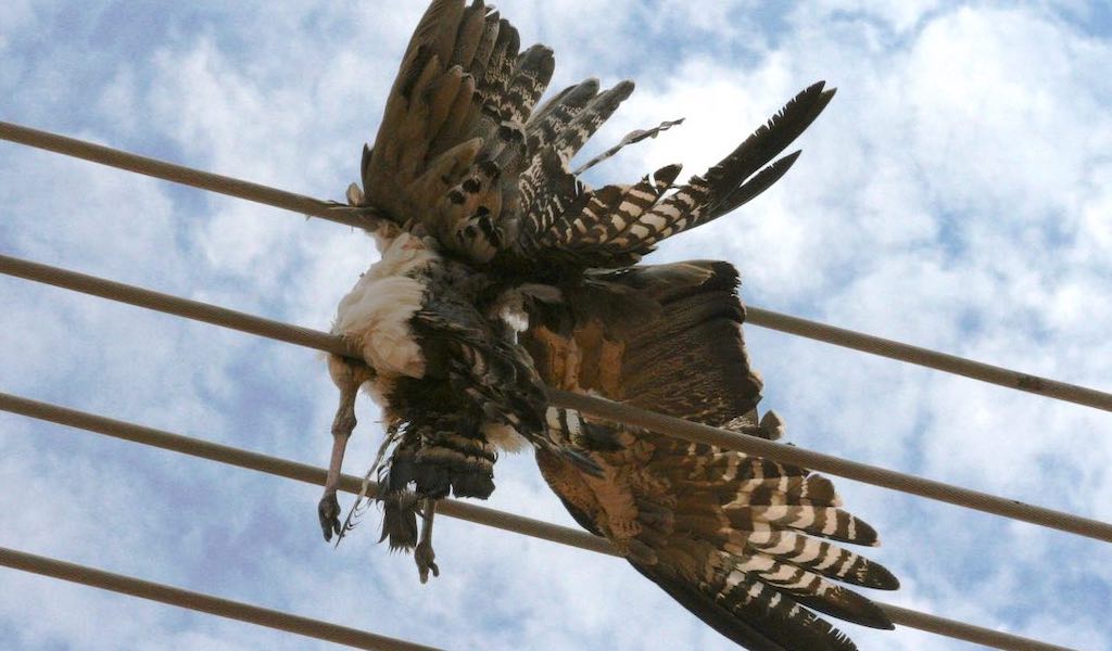 A dead bird caught amongst powerlines.