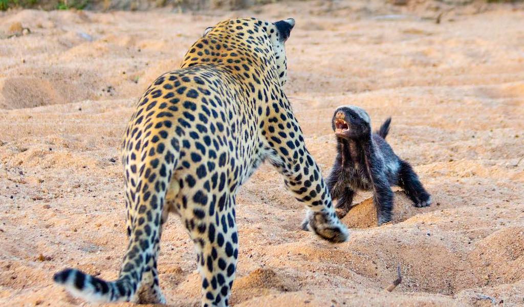 A leopard faces off against an angry-looking honey badger.