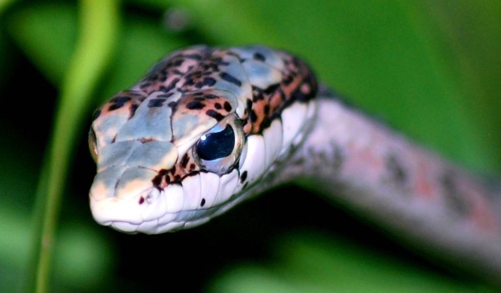 Close-up of a vine snake.