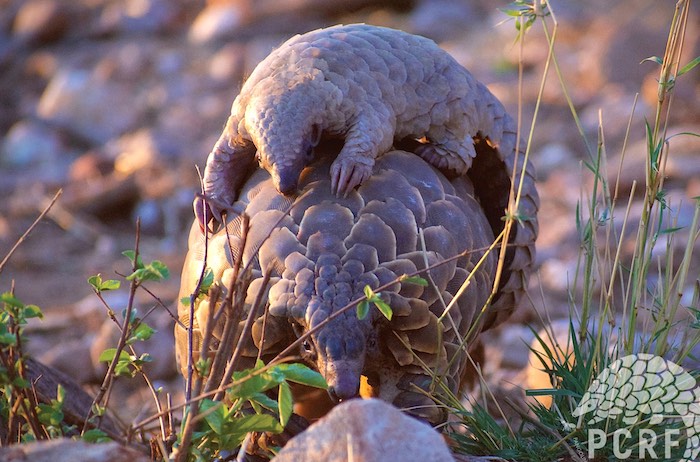 An adult pangolin carrying a baby pangolin on its back.
