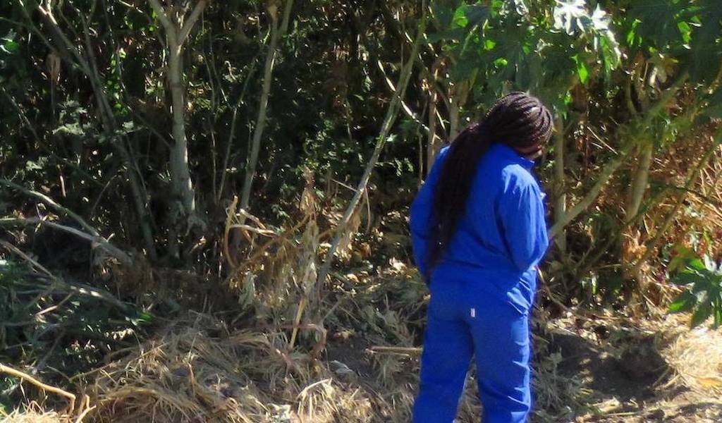A woman in blue overalls looks intently at a dense thicket of vegetation.