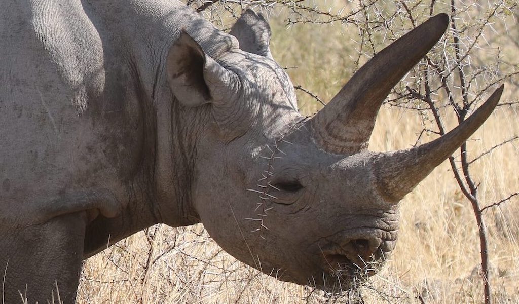 Close-up of a black rhino.