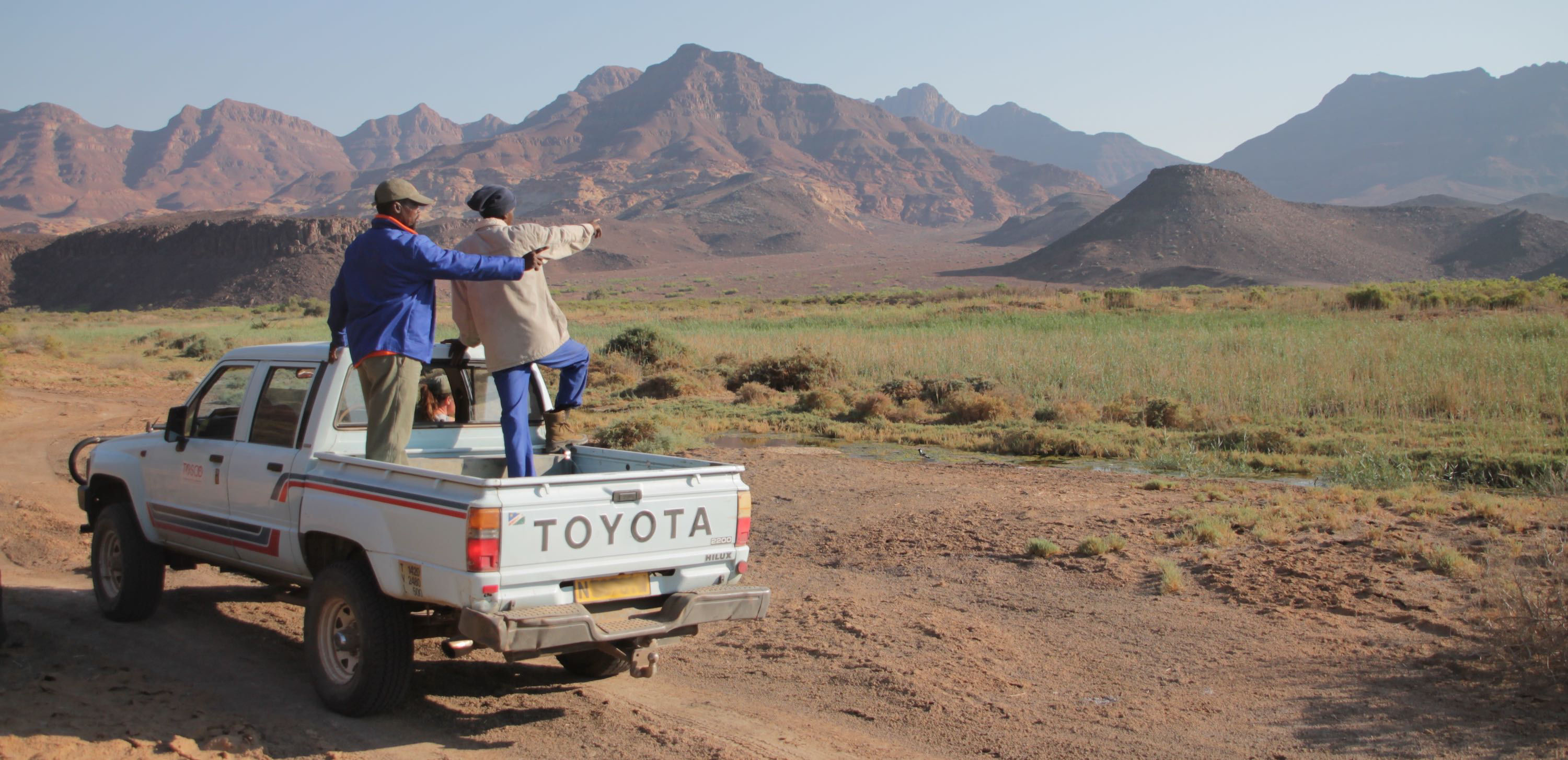 Two men counting animals from the back of a Toyota bakkie.