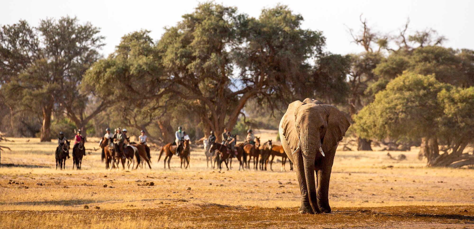 A group of people on horseback watching an elephant.