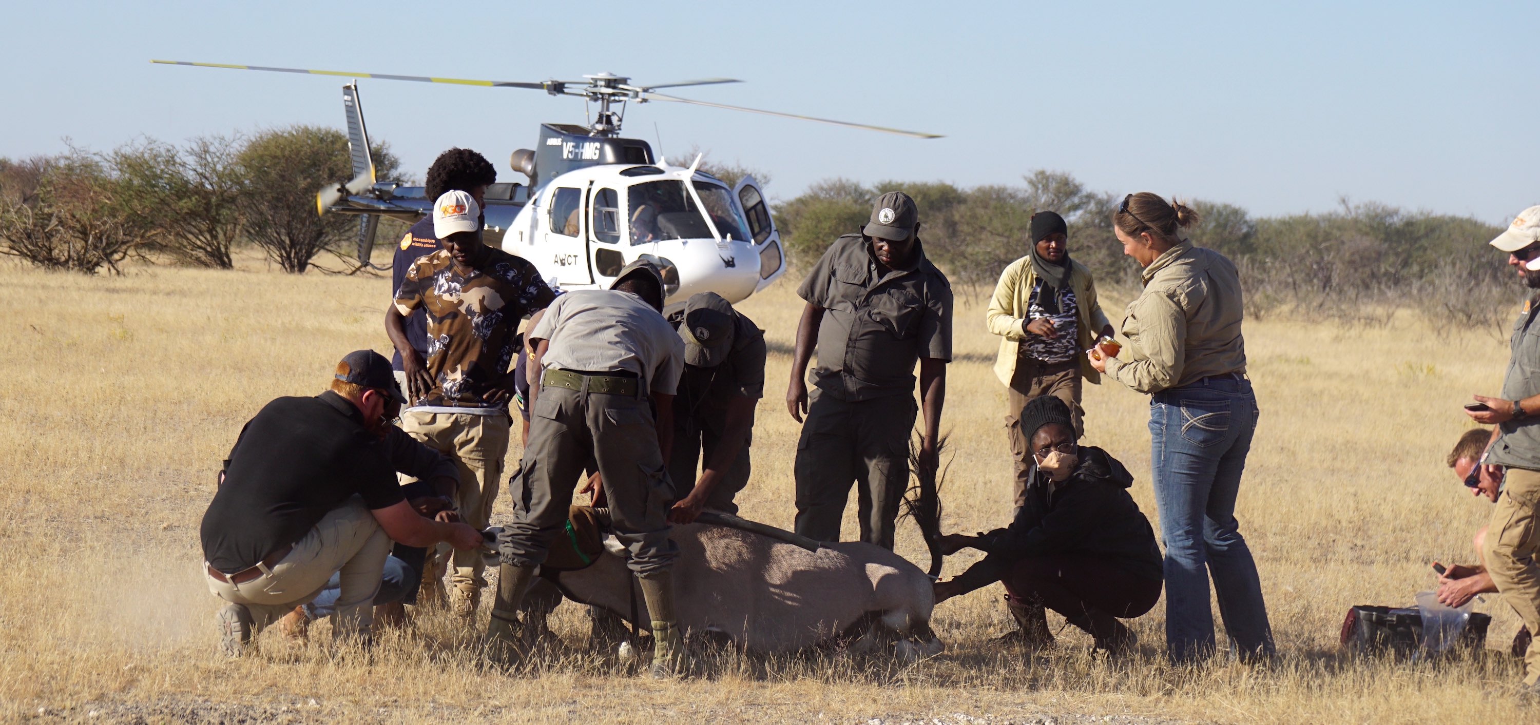 A group of vets cluster around an unconscious gensbok, while a helecopter is parked in the background.