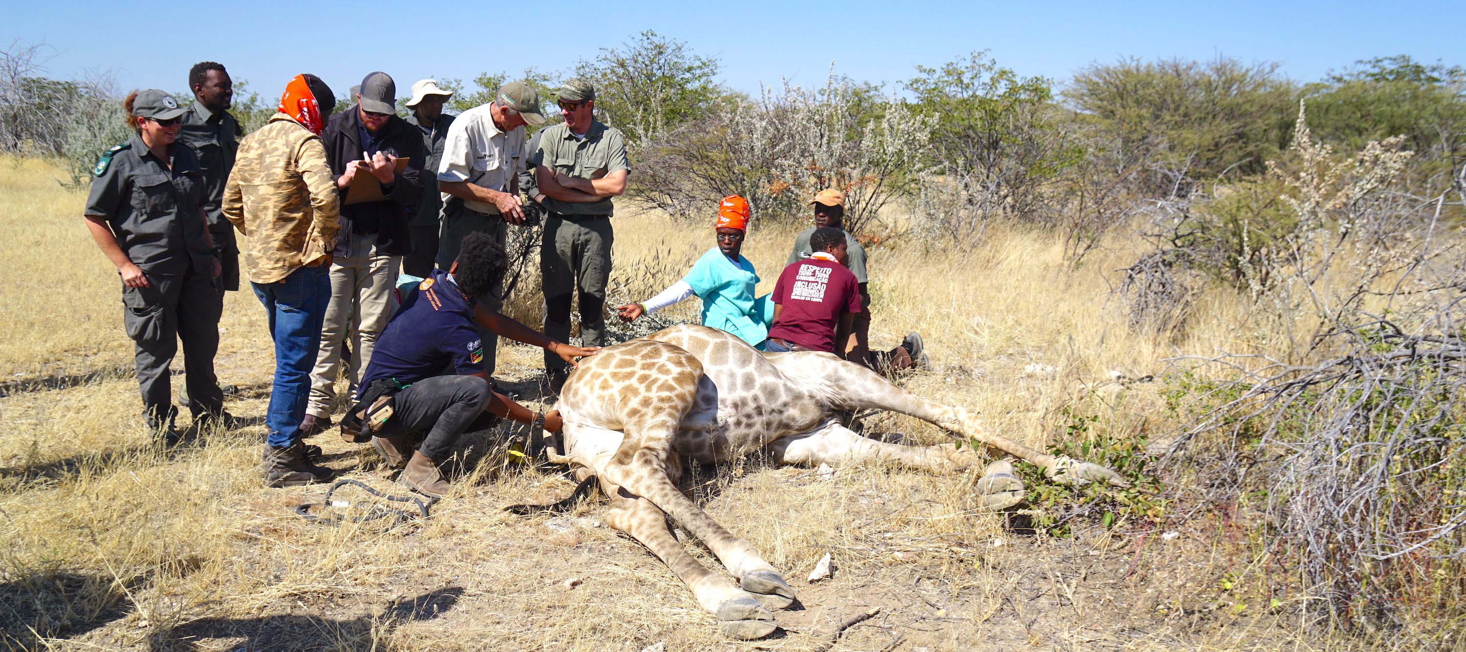 A group of vets cluster around an unconscious giraffe.