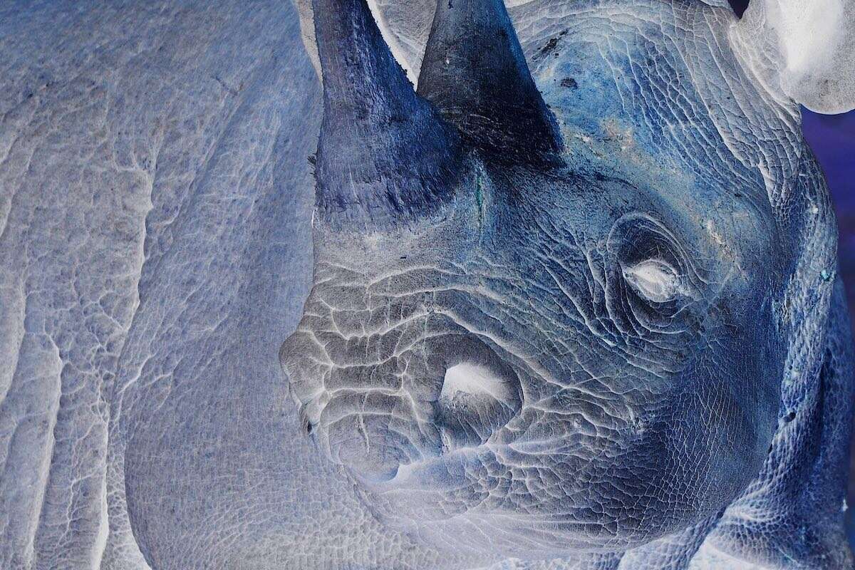 A close-up of a black rhino.