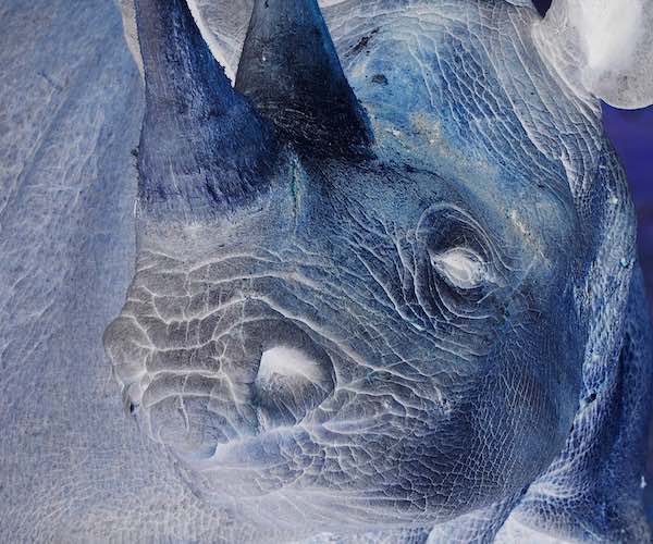 A close-up of a black rhino.
