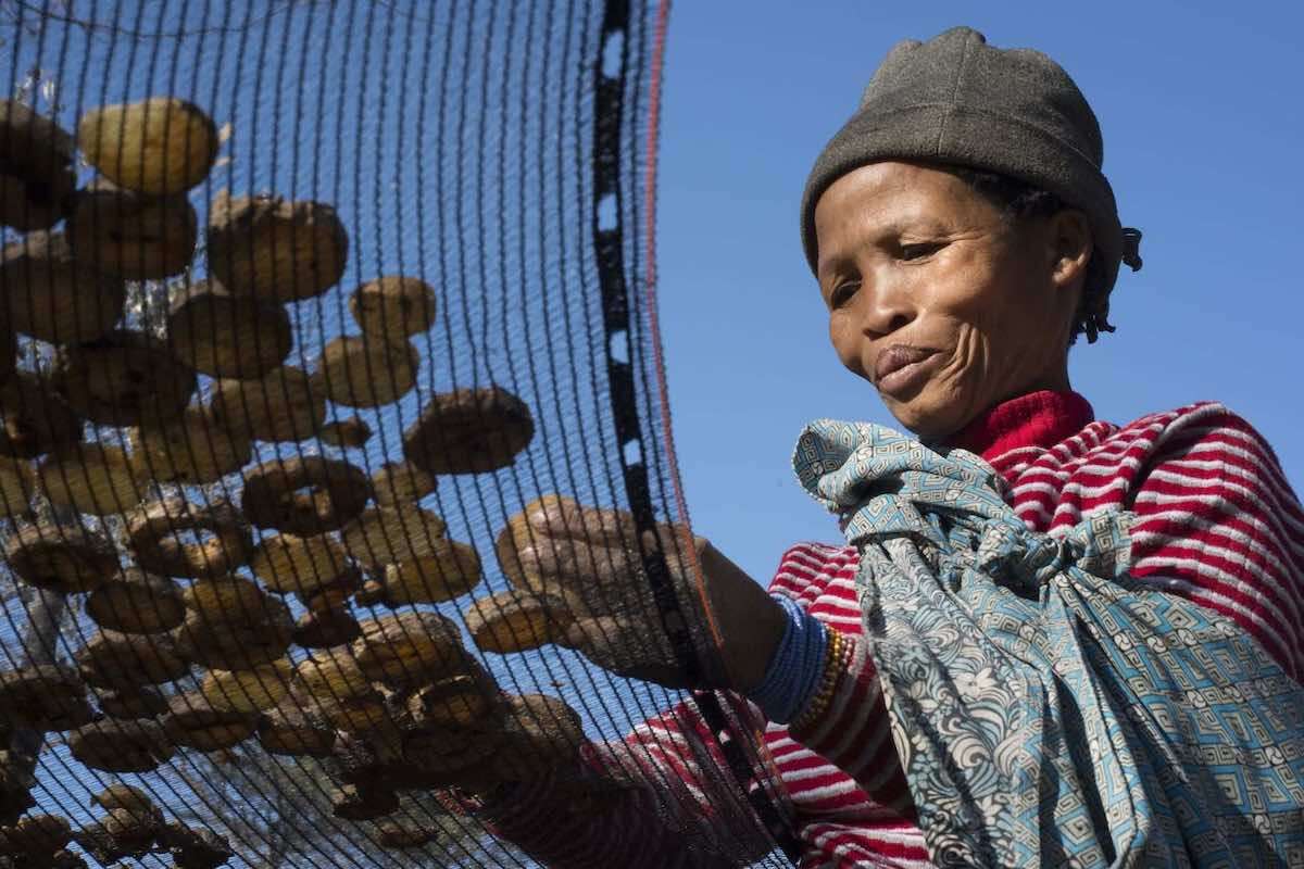 A woman sorts seeds on a mesh screen.