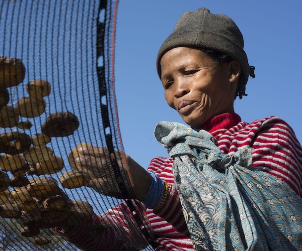 A woman sorts seeds on a mesh screen.