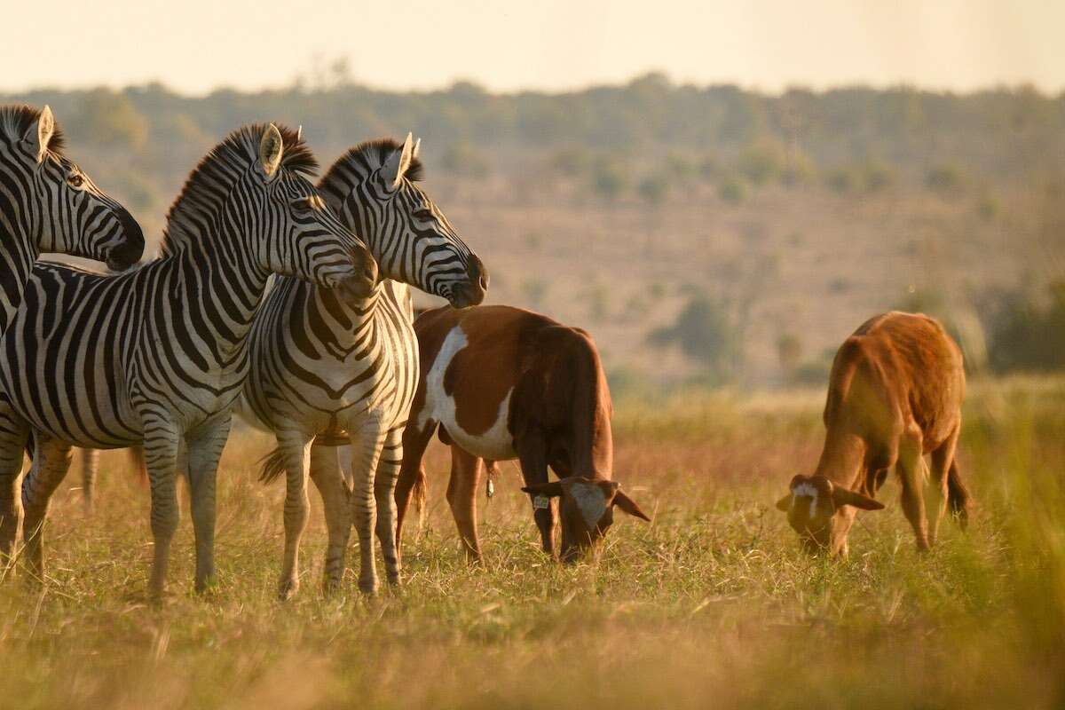 A group of zebra browsing alongside a herd of cows.